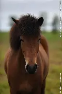 马缪尔恢复受阻,受伤情况较为严重 马缪尔恢复受阻,受伤情况较为严重